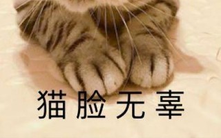 blh猫是什么猫，bsh是什么猫